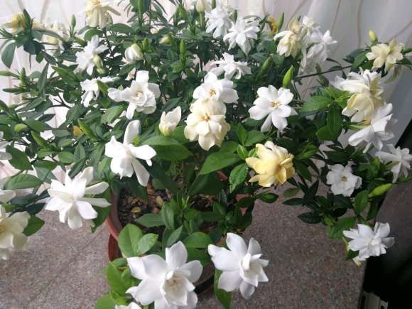 小叶栀子花下山桩养了三年 怎么样 图片