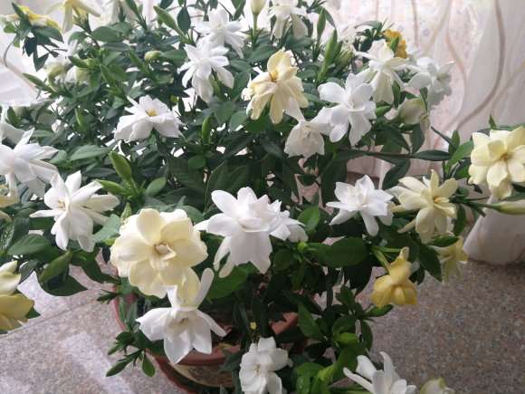 小叶栀子花下山桩养了三年 怎么样 图片