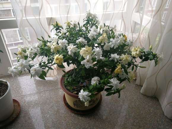 小叶栀子花下山桩养了三年 怎么样 图片