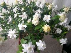 小叶栀子花下山桩养了三年 可以吗 图片