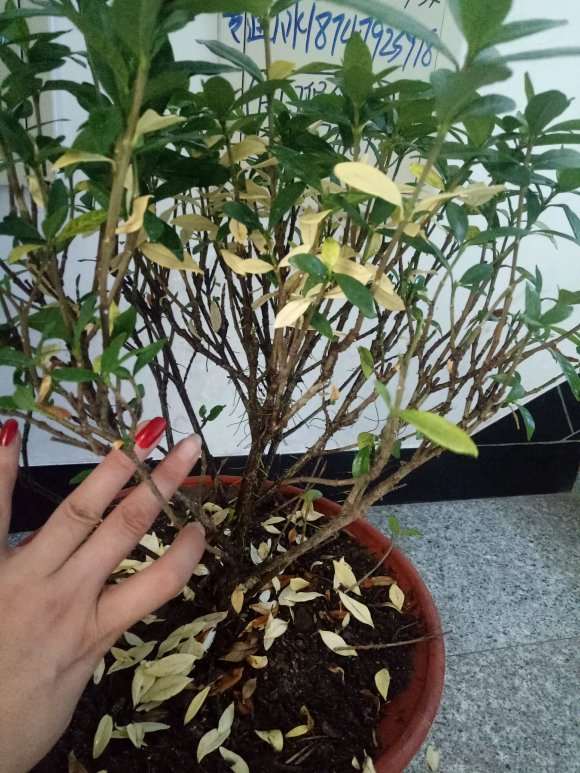 栀子花下山桩上长的全是气根 怎么办