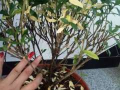 栀子花下山桩上长的全是气根 怎么办