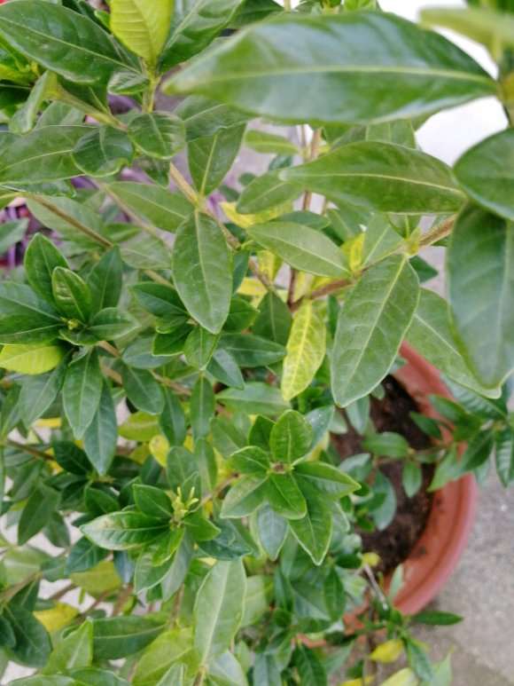 栀子花下山桩的叶是怎么回事 刚换盆