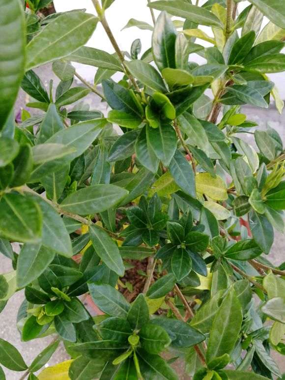 栀子花下山桩的叶是怎么回事 刚换盆