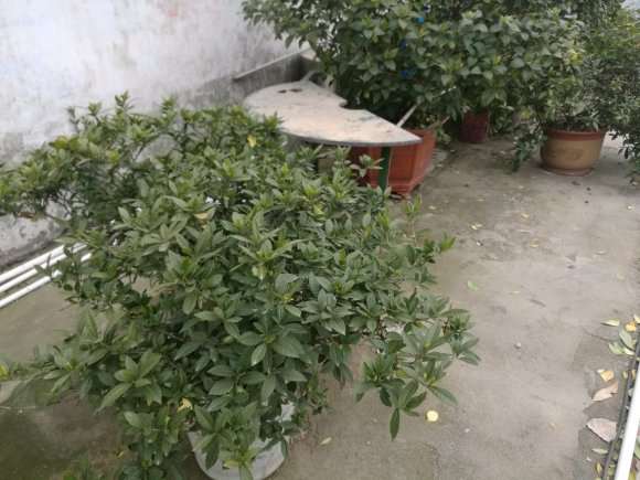 栀子花下山桩怎么耐寒的方法 图片