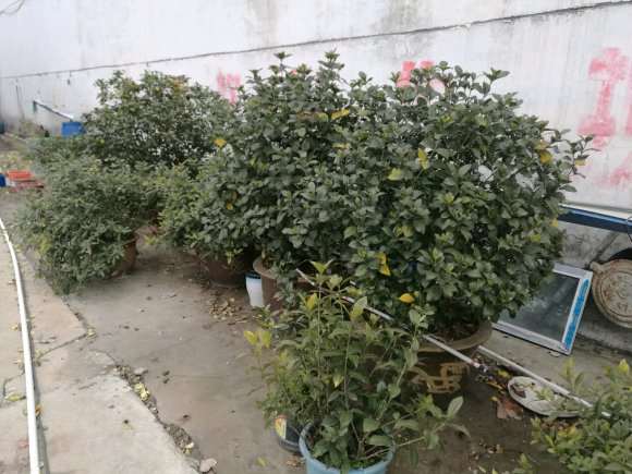 栀子花下山桩怎么耐寒的方法 图片