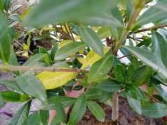 栀子花下山桩叶子 很没有精神 怎么办