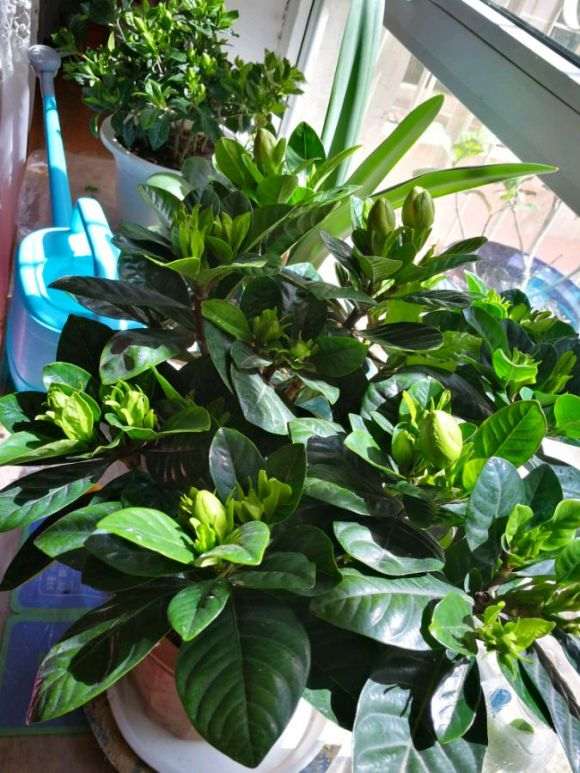 独杆栀子花下山桩怎么套袋缓苗的方法