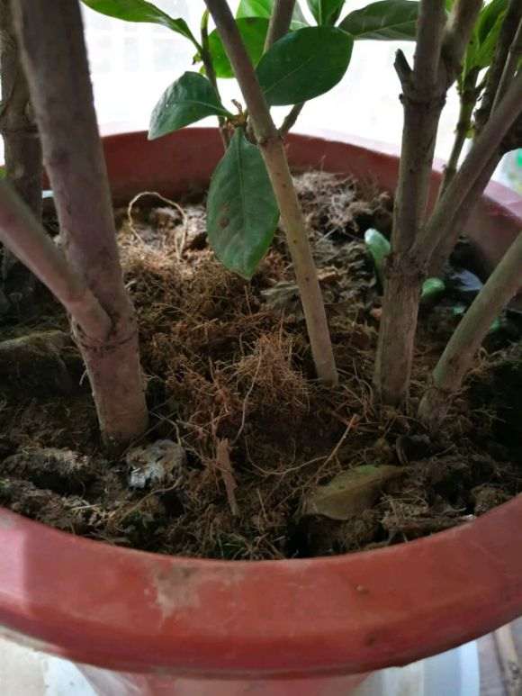 独杆栀子花下山桩怎么套袋缓苗的方法