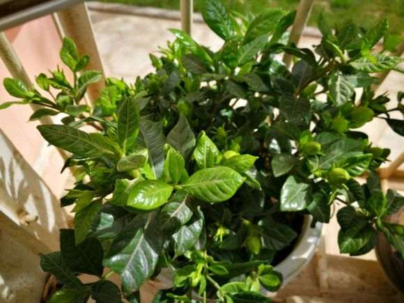 独杆栀子花下山桩怎么套袋缓苗的方法