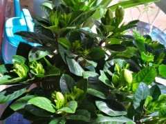 独杆栀子花下山桩怎么套袋缓苗的方法