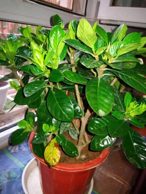 栀子花下山桩掉蕾是什么情况 图片