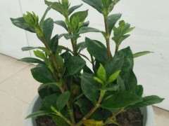 栀子花下山桩掉蕾是什么情况 图片