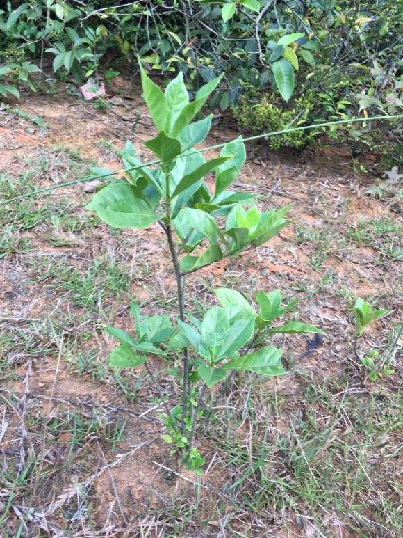 今天上山挖栀子花下山桩 怎么样 图片