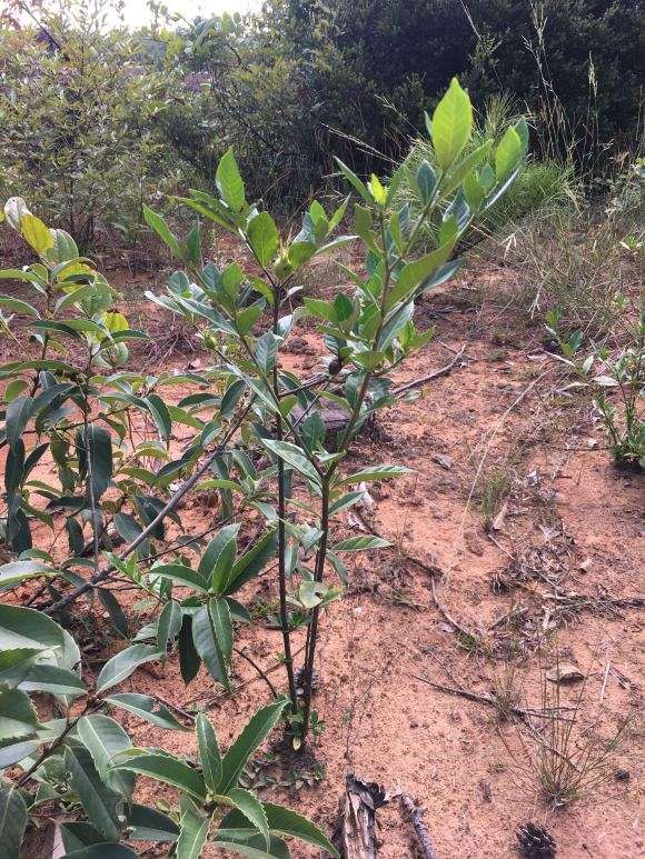 今天上山挖栀子花下山桩 怎么样 图片