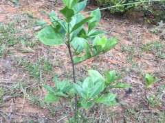 今天上山挖栀子花下山桩 可以吗 图片