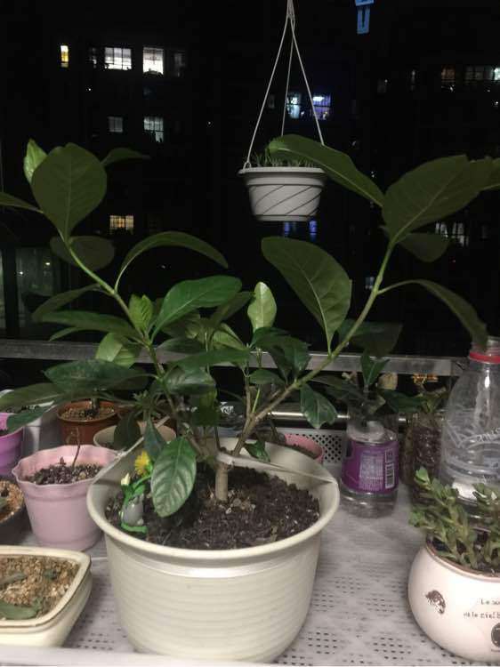 这栀子花下山桩有必要修剪吗 图片