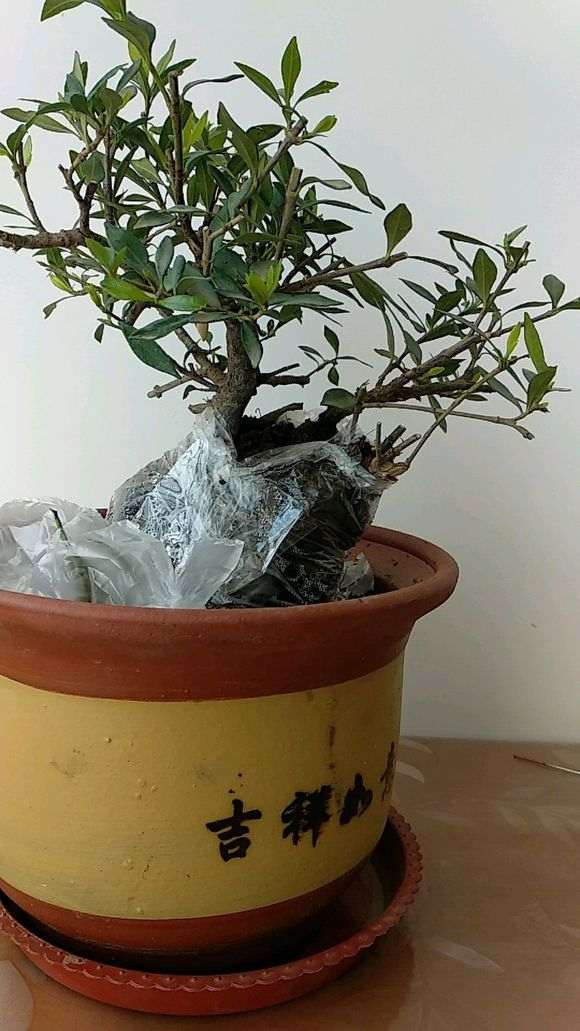 买的罗汉栀子花下山桩 怎么样 图片