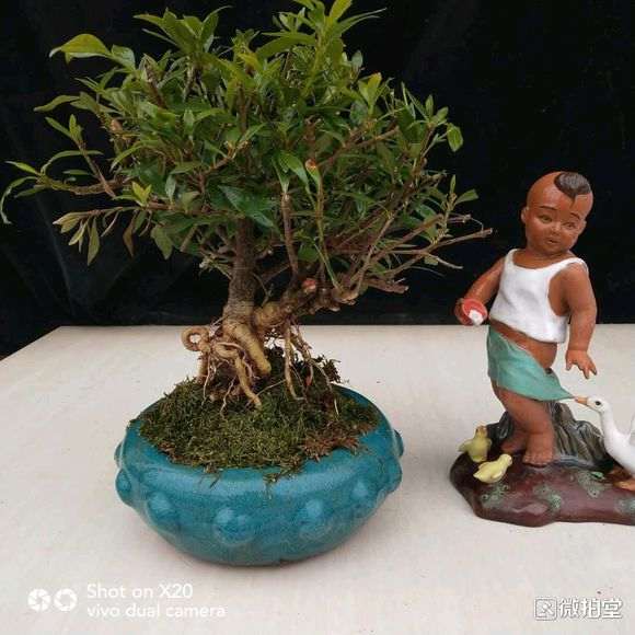 买的罗汉栀子花下山桩 怎么样 图片