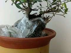 买的罗汉栀子花下山桩 可以吗 图片