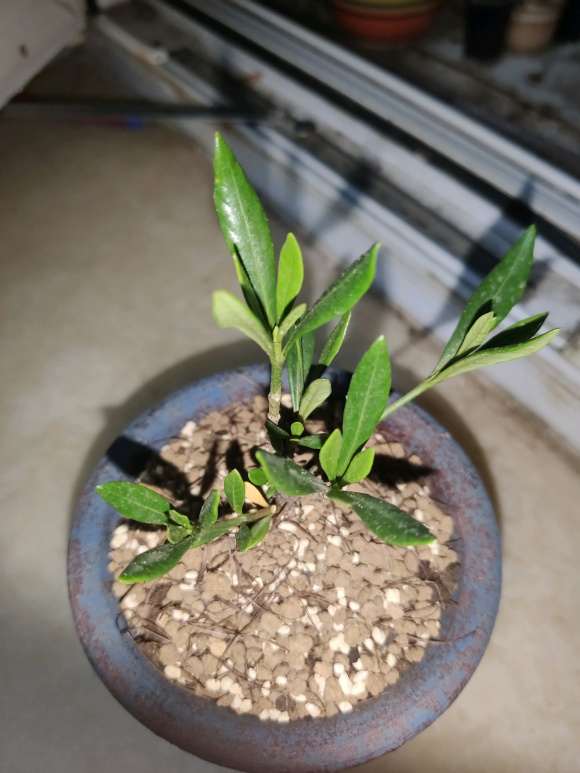 栀子花下山桩叶子向外打卷 怎么办 图片