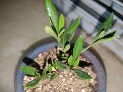 栀子花下山桩叶子向外打卷 怎么办 图片