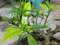 栀子花下山桩可以用煤渣吗 怎么办 图片