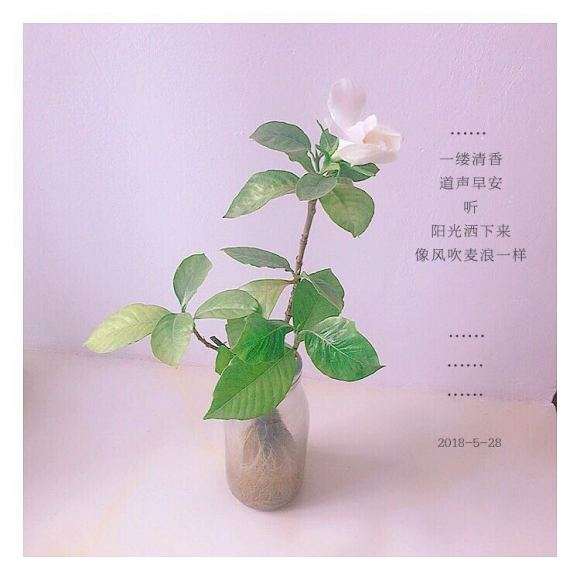 水培的栀子花下山桩 终于开花 怎么样