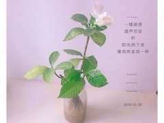 水培的栀子花下山桩 终于开花 可以吗