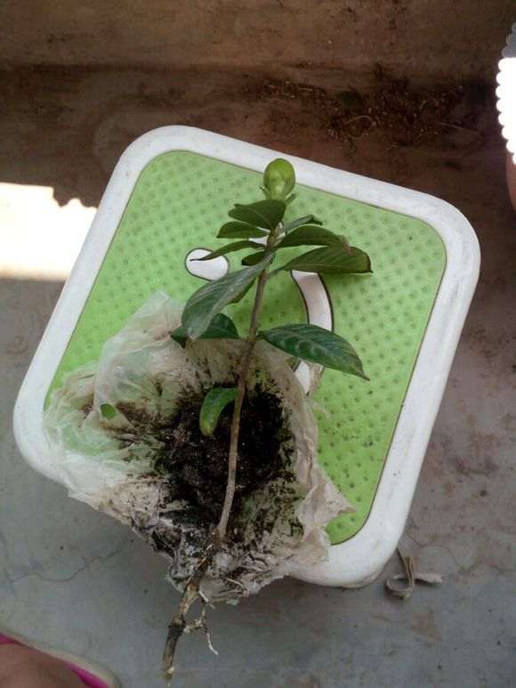 栀子花下山桩怎么高压移植的方法 图片