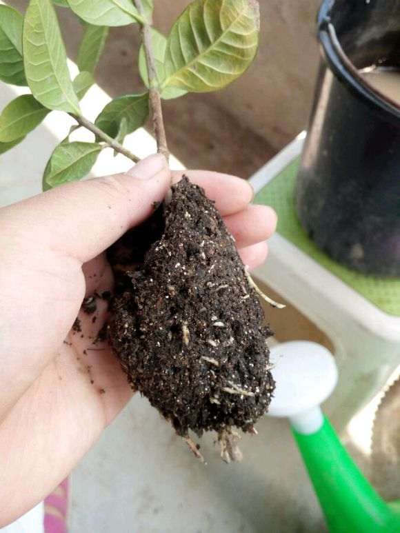 栀子花下山桩怎么高压移植的方法 图片