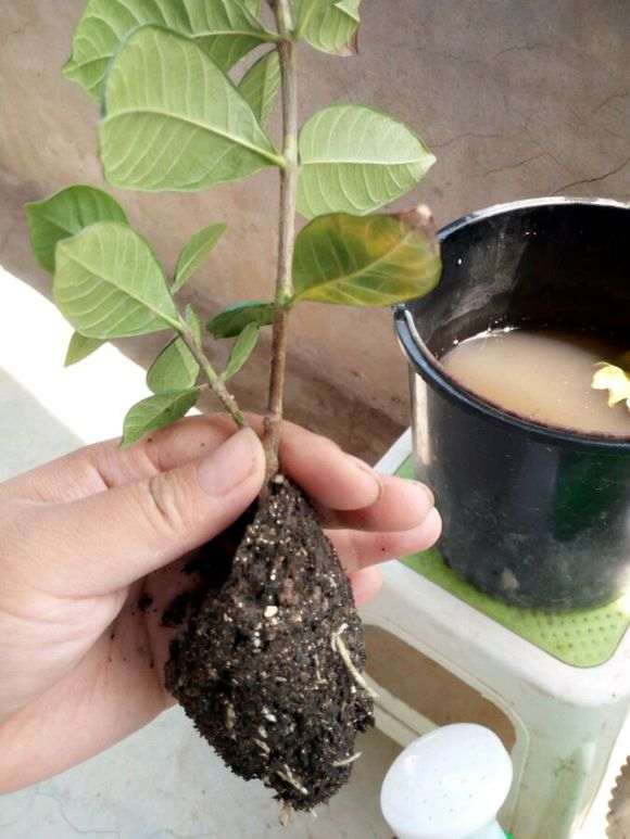 栀子花下山桩怎么高压移植的方法 图片