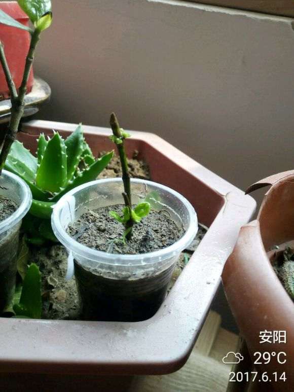 栀子花下山桩怎么高压移植的方法 图片
