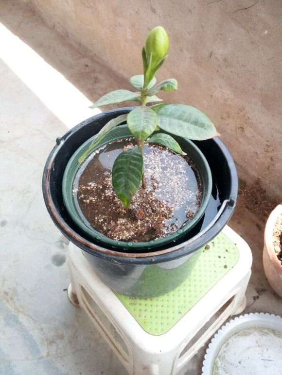 栀子花下山桩怎么高压移植的方法 图片