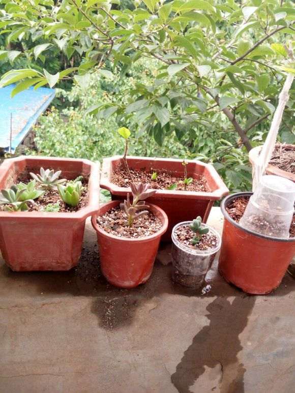 栀子花下山桩怎么高压移植的方法 图片