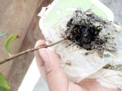 栀子花下山桩怎么高压移植的方法 图片