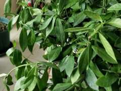 栀子花下山桩是水浇多了吗 图片