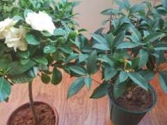 大叶栀子花下山桩的香味可以吗 图片