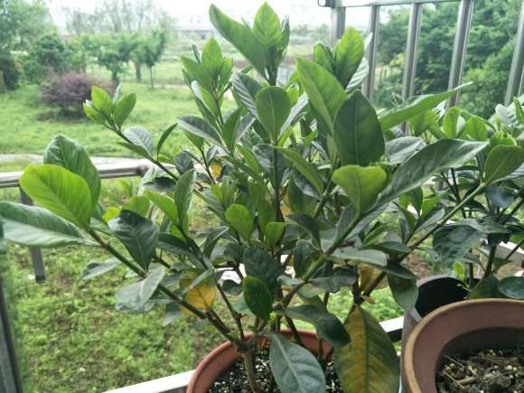 栀子花下山桩叶子有点发蔫 怎么办 图片