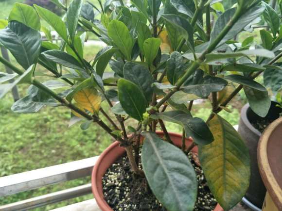 栀子花下山桩叶子有点发蔫 怎么办 图片