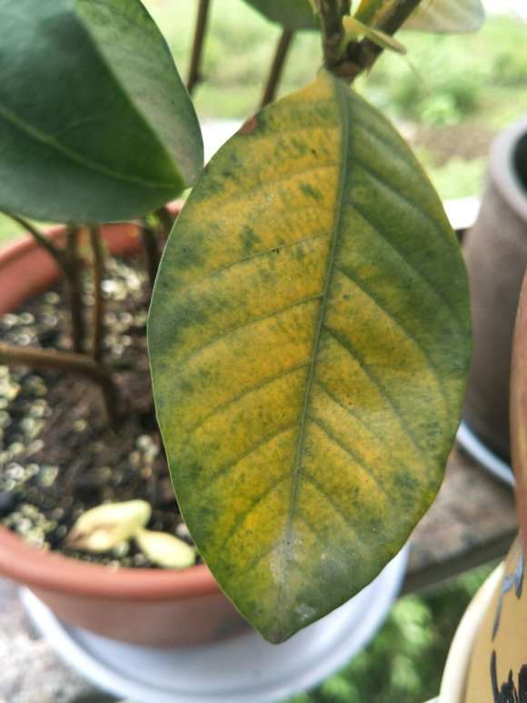 栀子花下山桩叶子有点发蔫 怎么办 图片