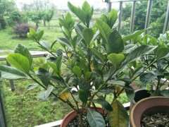 栀子花下山桩叶子有点发蔫 怎么办 图片