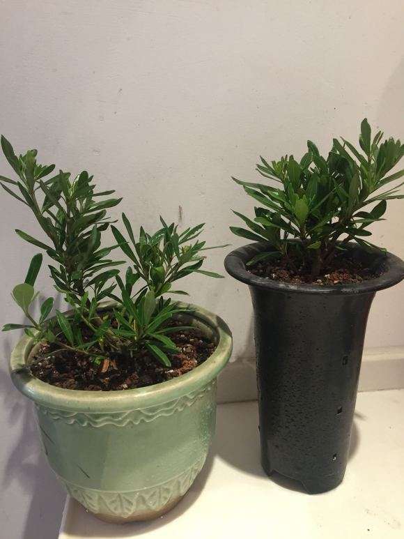 栀子花用的是什么土 最好 图片