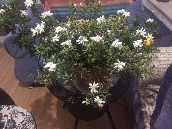 栀子花用的是什么土 最好 图片