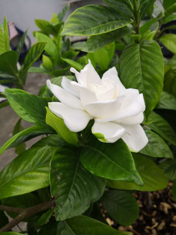 楼主的栀子花用的什么植料 图片