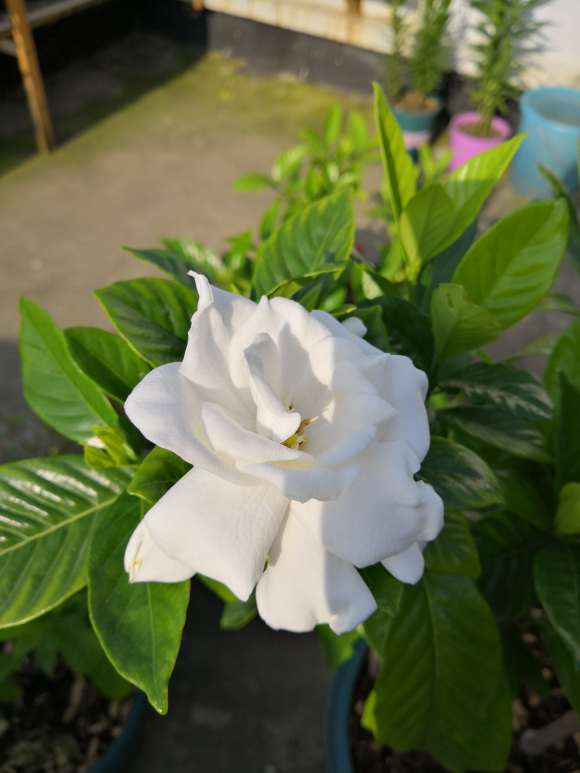 楼主的栀子花用的什么植料 图片