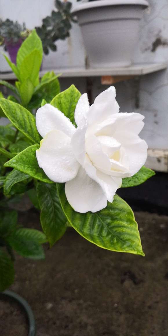 楼主的栀子花用的什么植料 图片