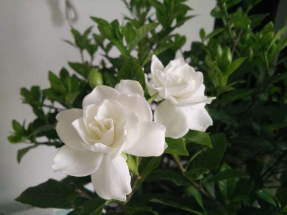栀子花是纯白色 还是黄色 图片