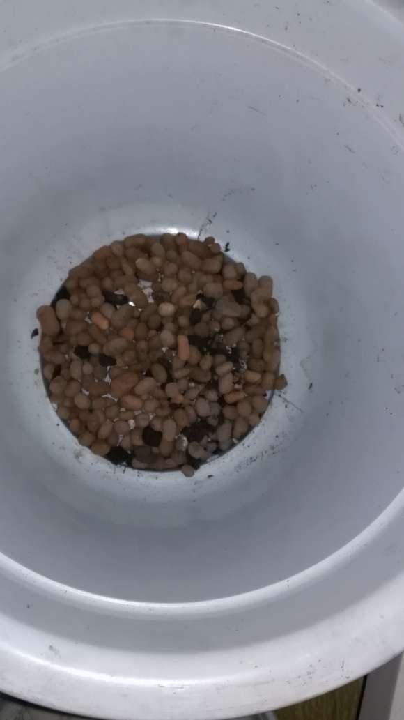 栀子花下山桩怎么上盆的方法 图片