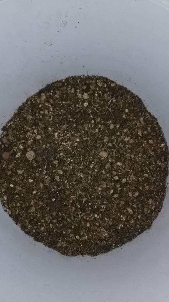 栀子花下山桩怎么上盆的方法 图片